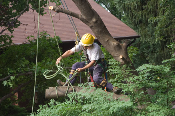 Hoback, WY Tree Care Company
